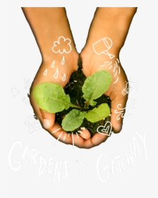 Gala Image - Gardener, HD Png Download, Transparent PNG