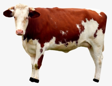 The Latest Tweets From Cow Just Tweeting Interesting - Cow Png, Transparent Png, Transparent PNG