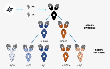 Expertise Working With A Wide Range Of Antibody Formats,, HD Png Download, Transparent PNG