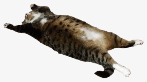 Fat Cat Transparent - Transparent Fat Cat Png, Png Download, Transparent PNG