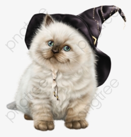 Transparent Hd Fat Cat Png Format Image With Size 800*800 - Cat Wallpaper Hd Png, Png Download, Transparent PNG