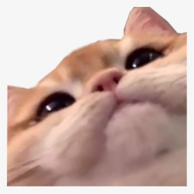Cat Staring Into Your Soul, HD Png Download, Transparent PNG