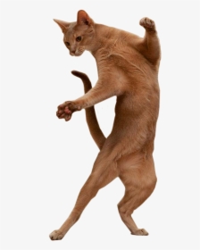 Clip Art Fat Cats Dancing - Cat Standing Up Png, Transparent Png, Transparent PNG