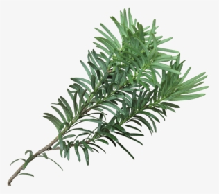 Western Yew, HD Png Download, Transparent PNG