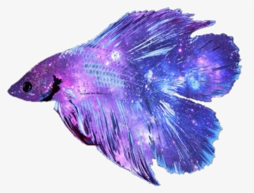 Picture Freeuse Stock Betta Fish Clipart - Betta Fish Transparent Background, HD Png Download, Transparent PNG