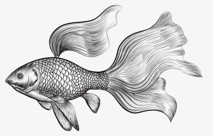 Betta Drawing At Getdrawings - Engraved Illustration Gold Fish, HD Png Download, Transparent PNG