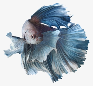 Clip Art Betta Fish In The Wild - Siamese Fighting Fish Png, Transparent Png, Transparent PNG