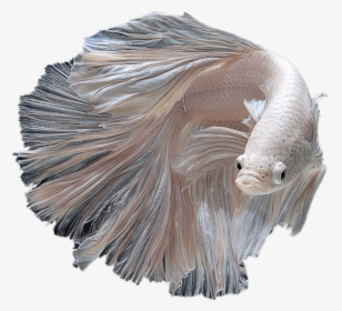 Albino Siamese Fighting Fish , Png Download - Siamese Fighter Fish Png, Transparent Png, Transparent PNG
