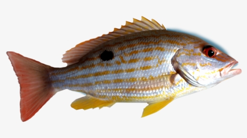 Fish Png Transparent -snapper - Deep Sea Snapper Fish, Png Download, Transparent PNG