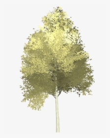 Transparent Background Aspen Tree Png, Png Download, Transparent PNG