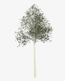 Aspen, Tree, Painted Tree, Nature, Green - Aspen Tree Transparent Background, HD Png Download, Transparent PNG
