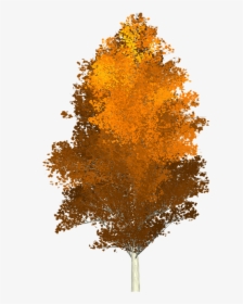 Herbst Baum Png, Transparent Png, Transparent PNG