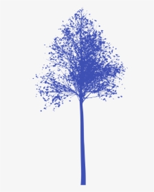 Plane-tree Family, HD Png Download, Transparent PNG