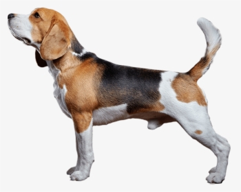 Clip Art The Witty Dog Organic - Transparent Background Beagle Png, Png Download, Transparent PNG