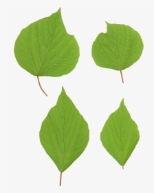 Green Leaves Picture Png - Portable Network Graphics, Transparent Png, Transparent PNG