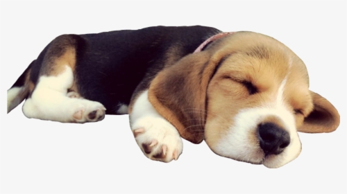 #doggo #dog #sleep #beagle #puppy #cute #sleepingdog - Transparent Dog Sleeping Png, Png Download, Transparent PNG