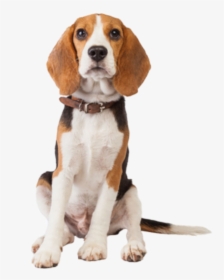 #beagle #dog #cute #animal #pet #loyal - Transparent Beagle Dog Png, Png Download, Transparent PNG