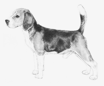 Beagle - Dog Breeds Az, HD Png Download, Transparent PNG