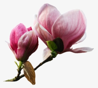 Flower, Plant, Nature, Magnolia, Graphics, Scrapbooking - Magnolia Png, Transparent Png, Transparent PNG