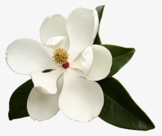 Photo Album Lake Jackson - Magnolia Flower No Background, HD Png Download, Transparent PNG