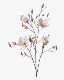 Magnolia Branch Png, Transparent Png, Transparent PNG