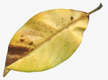 Transparent Dry Leaf Png, Png Download, Transparent PNG