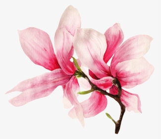 This Graphics Is Hand Painted Two Magnolia Flowers - Magnolia Png, Transparent Png, Transparent PNG