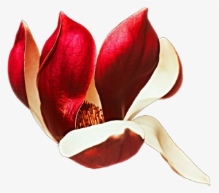 Tulipa Humilis , Png Download - Tulipa Humilis, Transparent Png, Transparent PNG