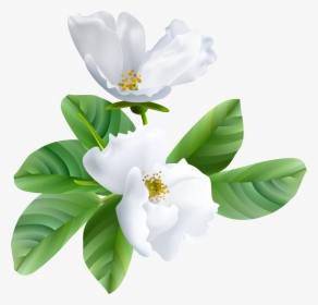 Magnolia Clipart Magnolia Leaf - Blooming Flower Transparent, HD Png Download, Transparent PNG