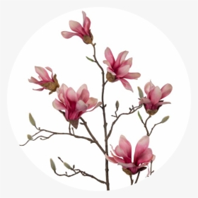 Chinese Magnolia , Png Download - Chinese Magnolia, Transparent Png, Transparent PNG