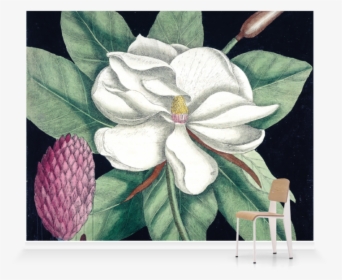 Southern Magnolia, HD Png Download, Transparent PNG