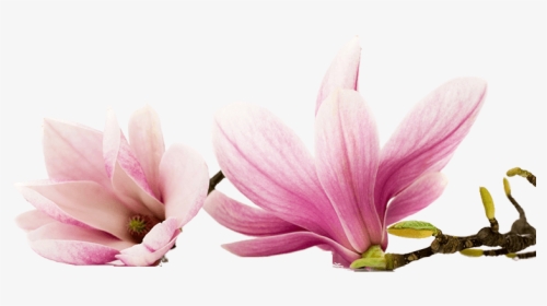 Magnolia - Edible Magnolia Flowers, HD Png Download, Transparent PNG