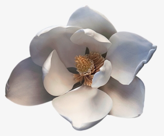 Transparent Magnolia Png, Png Download, Transparent PNG