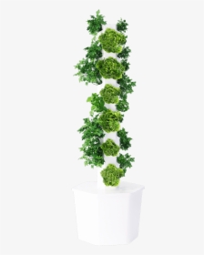 Maidenhair Tree, HD Png Download, Transparent PNG