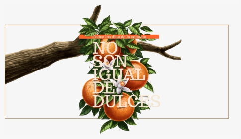 Arbol Naranjas Tunez - Seedless Fruit, HD Png Download, Transparent PNG