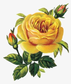 Transparent Flores Vintage Png - Vintage Yellow Roses Clipart, Png Download, Transparent PNG