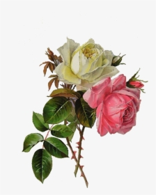 Rose Vintage Roses, Vintage Floral, Botanical Flowers, - Paul De Longpre, HD Png Download, Transparent PNG