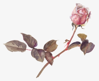 #vintage #roses #pinkrose #stems #thorns #pink #rosebud - Beatrix Potter Botanical Illustrations, HD Png Download, Transparent PNG
