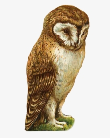 Cute Owl Clipart - Owl, HD Png Download, Transparent PNG