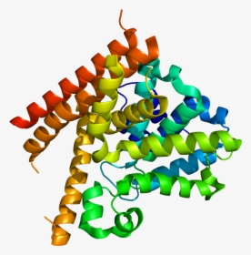 Protein Pde1b Pdb 1taz - Fosfodiesterasa 1, HD Png Download, Transparent PNG