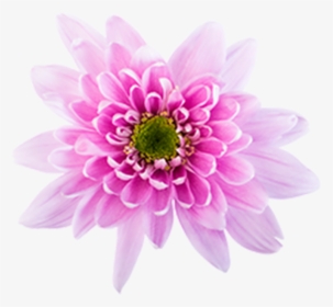 Click To Enlarge Image Pink Novelt Monalisa - Chrysanths, HD Png Download, Transparent PNG