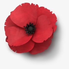 Poppy Flower Veterans Day - Anzac Poppy Transparent Background, HD Png Download, Transparent PNG