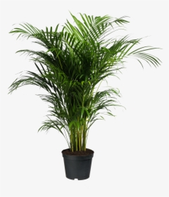 Howea Forsteriana Ravenea Areca Palm Houseplant - Indoor Palm Tree Png, Transparent Png, Transparent PNG