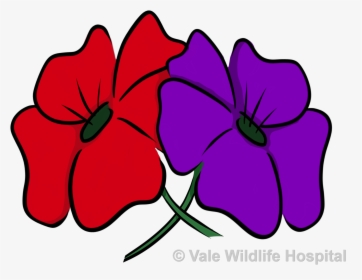 Red And Purple Poppy, HD Png Download, Transparent PNG