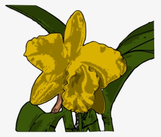 Orchids, HD Png Download, Transparent PNG