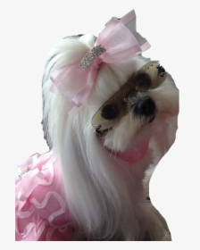 #maltese #princess #dog #doglover #dogday #poppy #cute - Maltese Dog With Sunglasses, HD Png Download, Transparent PNG