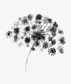 Black And White Watercolor Painting Flower Graphic - Watercolor Black And White Flower, HD Png Download, Transparent PNG