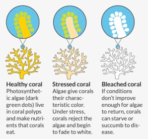 Bleached Kids And The - Coral Reef Bleaching Diagram, HD Png Download, Transparent PNG