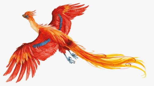 Illustration Harry Potter Phoenix, HD Png Download, Transparent PNG