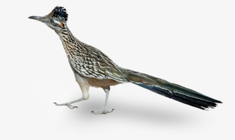 A Roadrunner Is A Native Bird To Phoenix Arizona - Road Runner Bird Png, Transparent Png, Transparent PNG